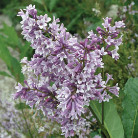 Donald Wyman Jumbo Lilac Hedge