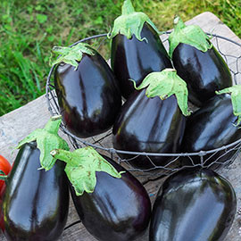 Midnight Queen Hybrid Eggplant