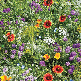 Gurney's® Beneficial Bug Wildflower Mix