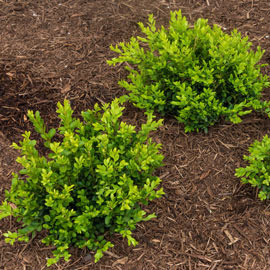 Green Velvet Boxwood Hedge