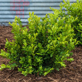 Green Velvet Boxwood Hedge