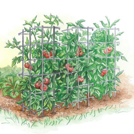Tomato Cage