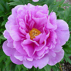 Impossible Dream Itoh Peony