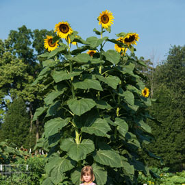 American Giant Hybrid Sunflower