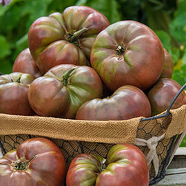 Cherokee Carbon Hybrid Tomato