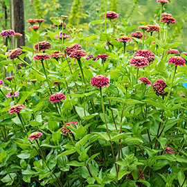 Queeny Lime Red Zinnia