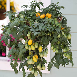 Peardrops Hybrid Pear Tomato