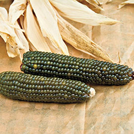 Emerald Ornamental Corn Seed