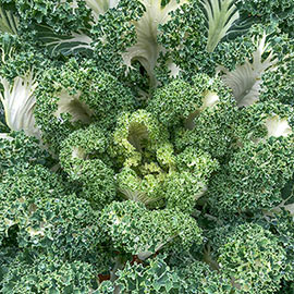 Casper Hybrid Kale
