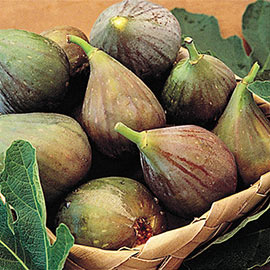 Brown Turkey Improved Fig