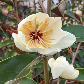 Coppertallica Magnolia