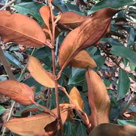 Coppertallica Magnolia