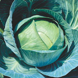 Stonehead Hybrid Cabbage