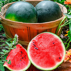 Sugar Punch Hybrid Watermelon