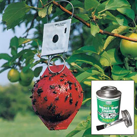 Economy Red Sphere Traps - Apple Maggot Fly Trap