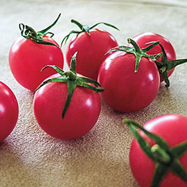 Sweet Treats Hybrid Tomato