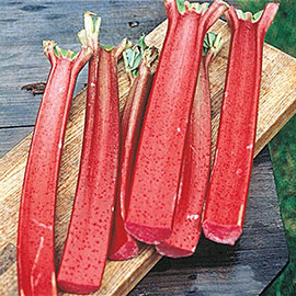 Crimson Red Rhubarb