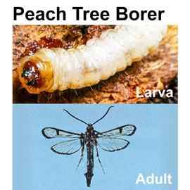 Peach Tree Borer Trap