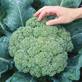 Gurney's® Blue Ribbon Hybrid Broccoli