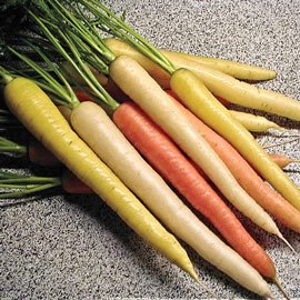 Rainbow Hybrid Carrot