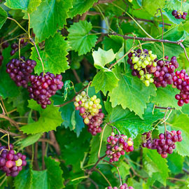 RazzMatazz® Seedless Grape Vine