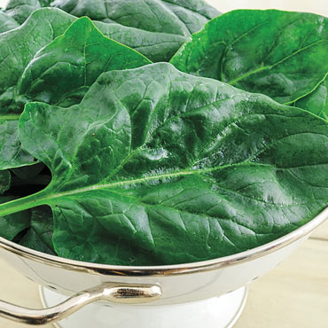 Gurney's <sup>®</sup> Goliath™ Spinach Seed