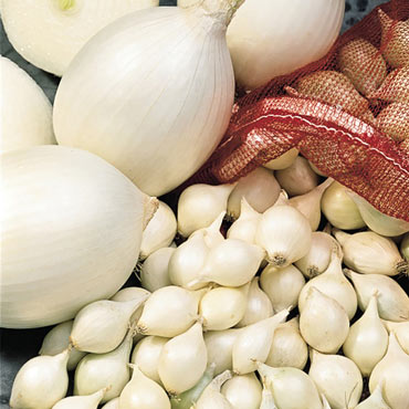 White Onion Sets
