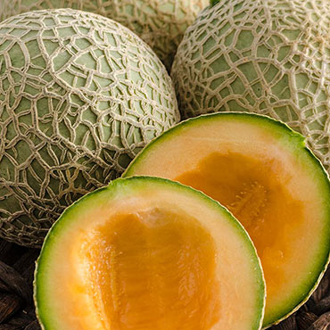 Sugar Cube Hybrid Melon
