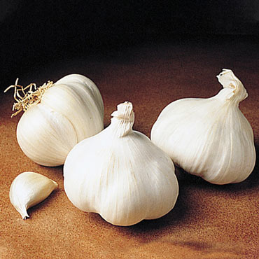 California White Garlic