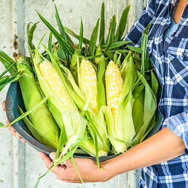 Gotta Have It<sup>®</sup> Hybrid Sweet Corn