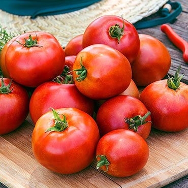 Big League Hybrid Tomato