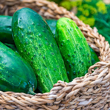County Fair Improved Hybrid Pickling Cucumber
