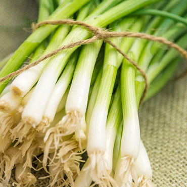 Evergreen White Bunching Onion
