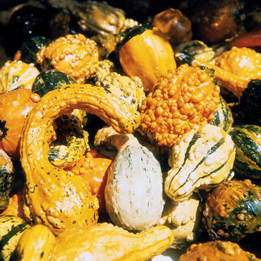 Large & Small Gourd Mix