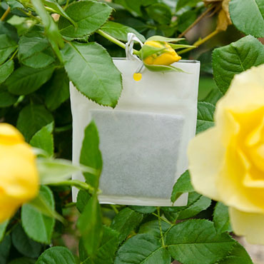 Aphids Away! Beneficial Attractant for Roses