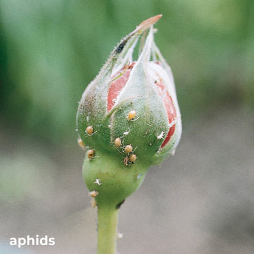 Aphids Away! Beneficial Attractant for Roses