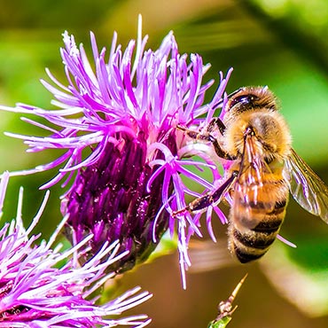 Bee-Allure<sup>™</sup> Honey Bee Attractant
