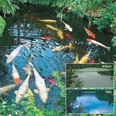 Watergarden & Pond Beneficial Bacteria Tablets