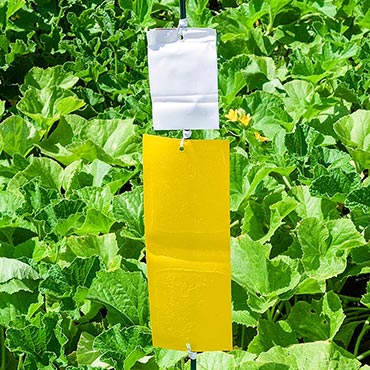Sure-Catch<sup>™</sup> Cucumber Beetle Trap