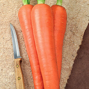 Envy Carrot