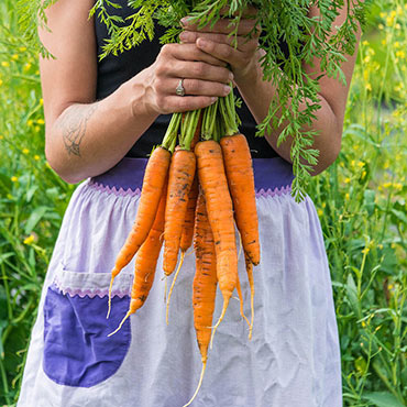 Napoli Hybrid Carrot