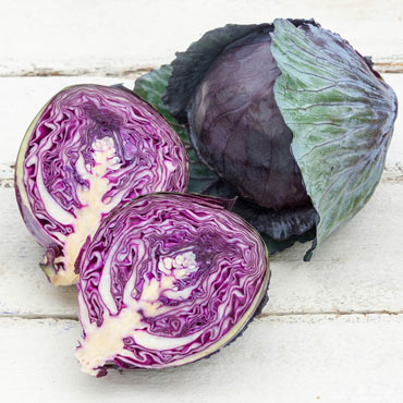 Omero Hybrid Cabbage