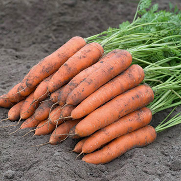 Berlin Hybrid Carrot