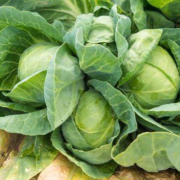 Tiara Hybrid Cabbage