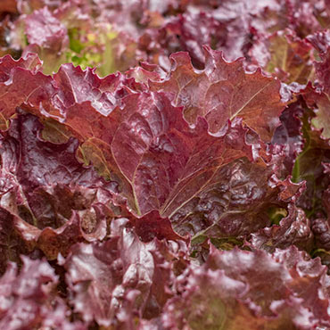 Red Velvet Leaf Lettuce