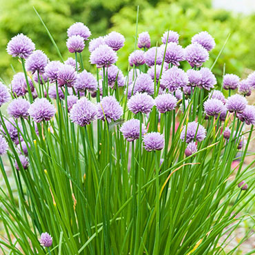 Herb Chive