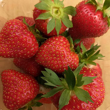 Keepsake Strawberry