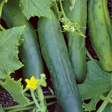 Organic Sweet Marketmore Cucumber
