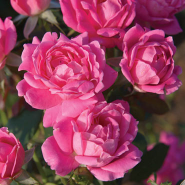 Pink Double Knock Out<sup>®</sup> Rose