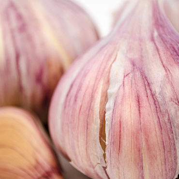 Deerfield Purple Hardneck Garlic
